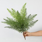 Cây giả dương xỉ hoàng đế